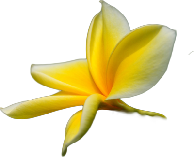 Yellow Flower Vector Png Browse > Flowers & Trees > - Tropical Flower Transparent Png (400x325)