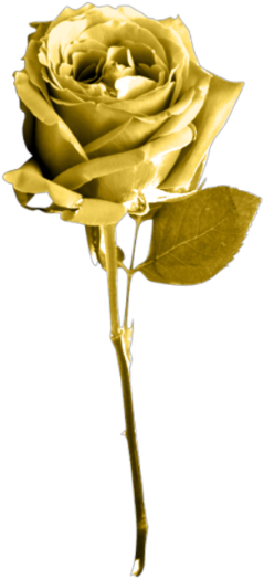 Golden Rose Png Image Background - Golden Rose Transparent Background (420x619)