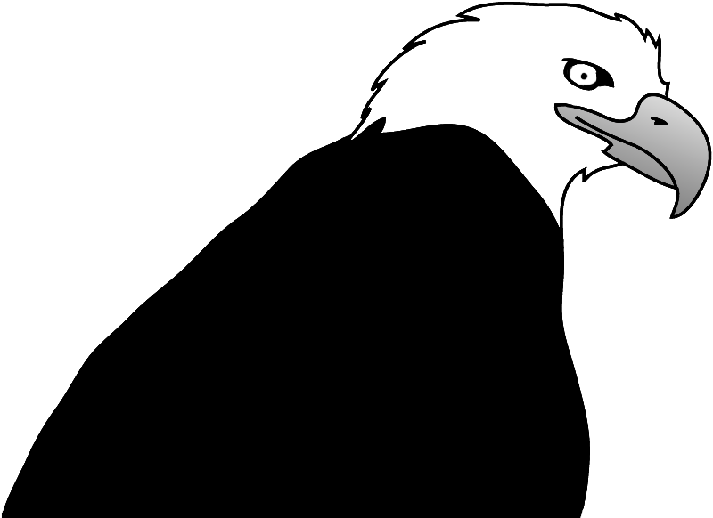 Bald Eagle Clipart - Bald Eagle (800x582)