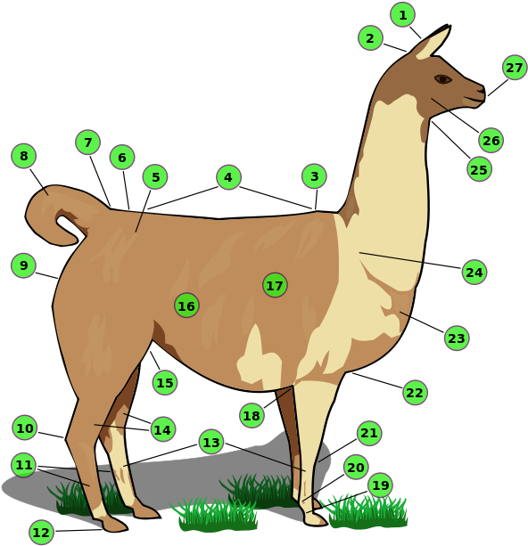 Names Of Llama Body Parts - Llama Body Parts (600x619)