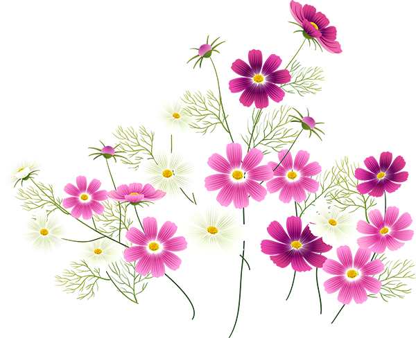 Wildflower Clipart Cosmos Flower - Fikih Wanita & Keluarga (600x488)