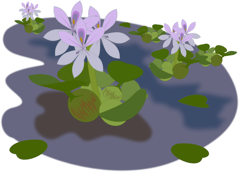 Pond Clipart Transparent - Free Water Plant Pngs (800x800)
