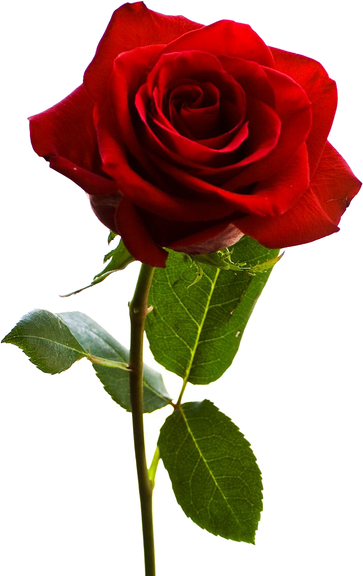 Red Rose Vector - Rose Flower Png (736x1160)