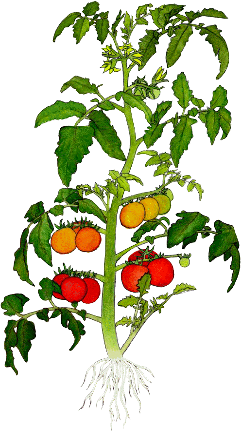 Pictures Of Potted Plants - Plant Of Tomato (640x960)