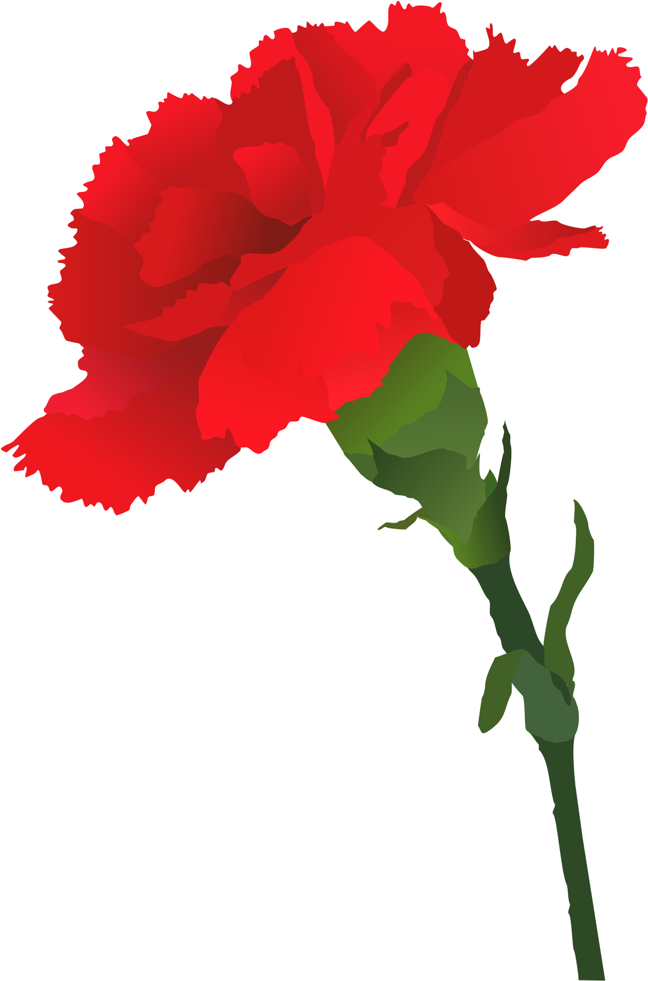 Rose Vector Clipart - Carnation (1697x2400)