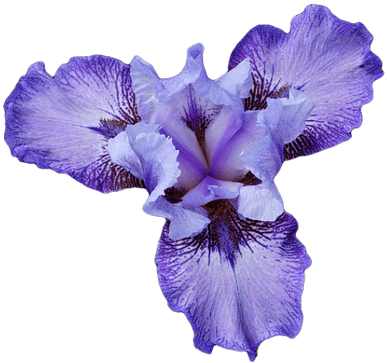 Iris Clipart Transparent Png - Iris Flower Png (400x400)