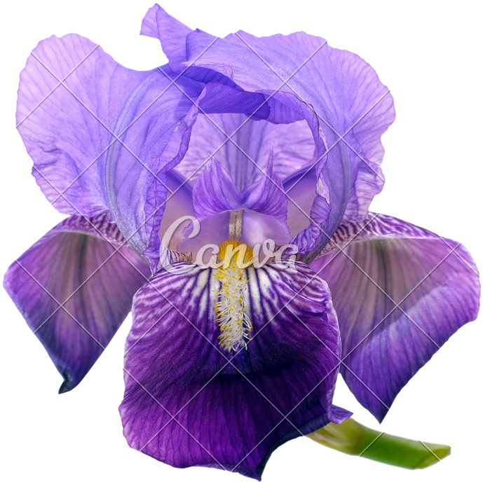 Purple Bearded Iris Flower - Irises (800x788)