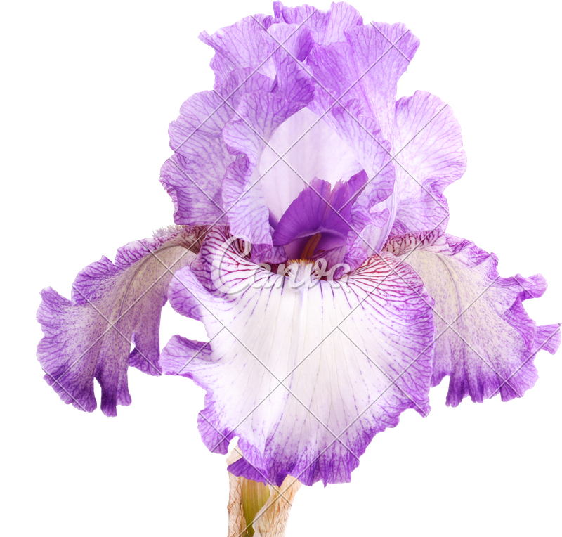 Purple And White Iris Flower Isolation - Iris Open Flower (800x764)