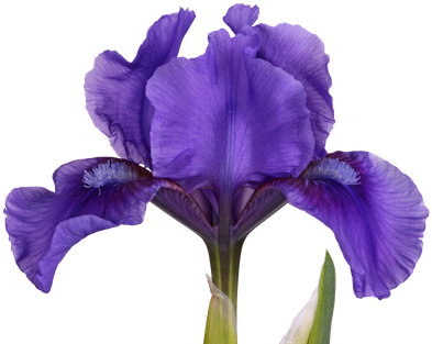 Dark Purple Flower Of A Dwarf Bearded Iris - Purple (550x391)