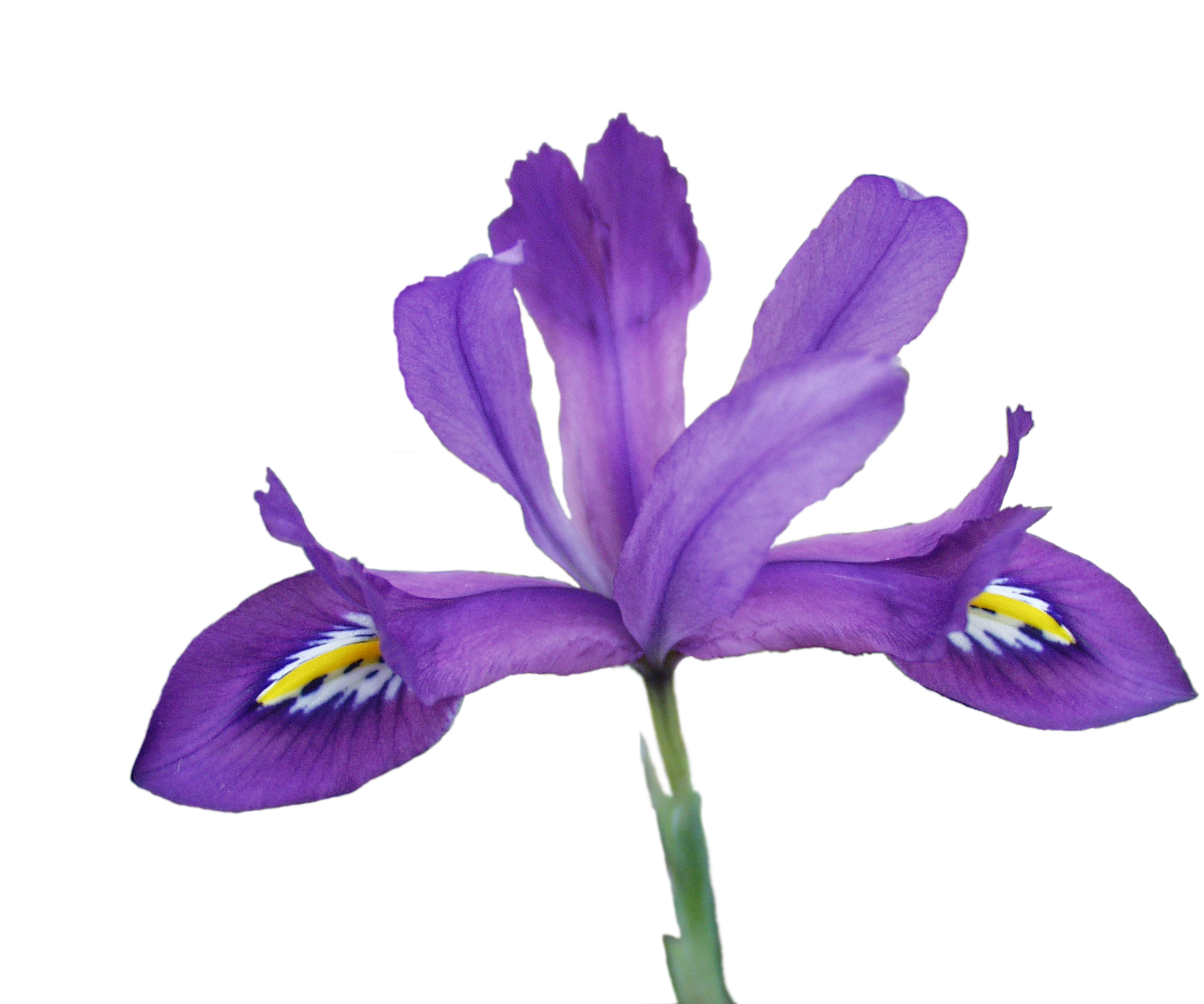 Png, Scentsational2 - Iris Versicolor Transparent (1712x1368)
