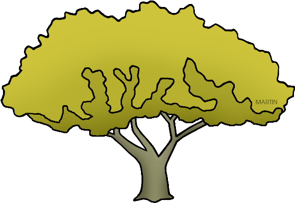 Palo Verde - Arizona State Tree Gif (648x440)