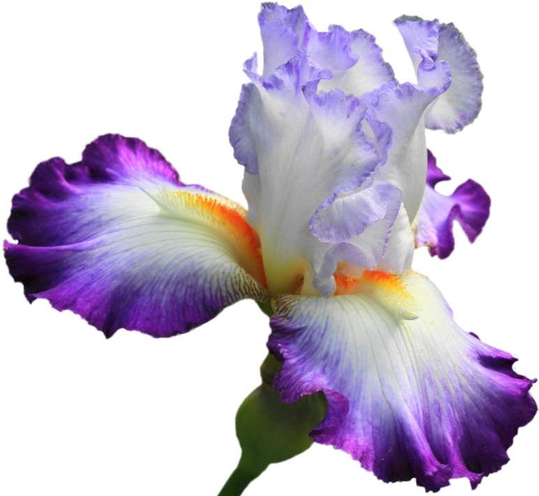 4503415 - Ирис Png (800x740)