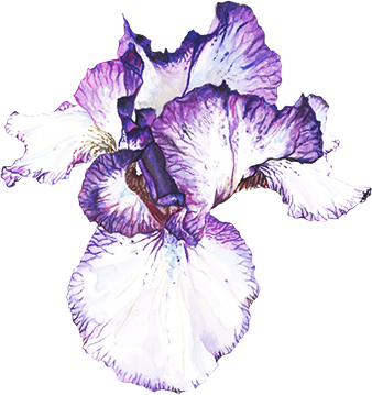 Iris Fiorentina - Orris Root (338x359)