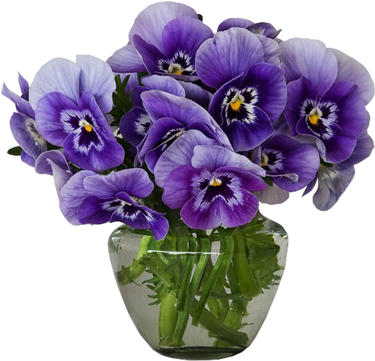 Flower Violet Vase Pansy Purple - Violets In A Vase (568x541)