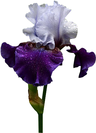 Purple Iris - Tube Png Irises (323x431)