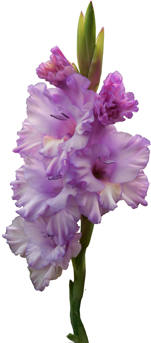 Publicat De Eu Ciresica La - Gladiolepng (600x1327)