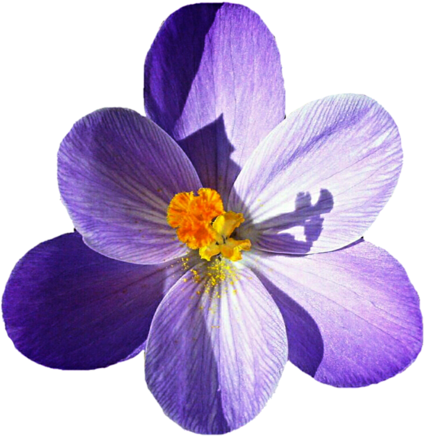 Crocus Png Picture - Crocus Flowers Png (885x903)
