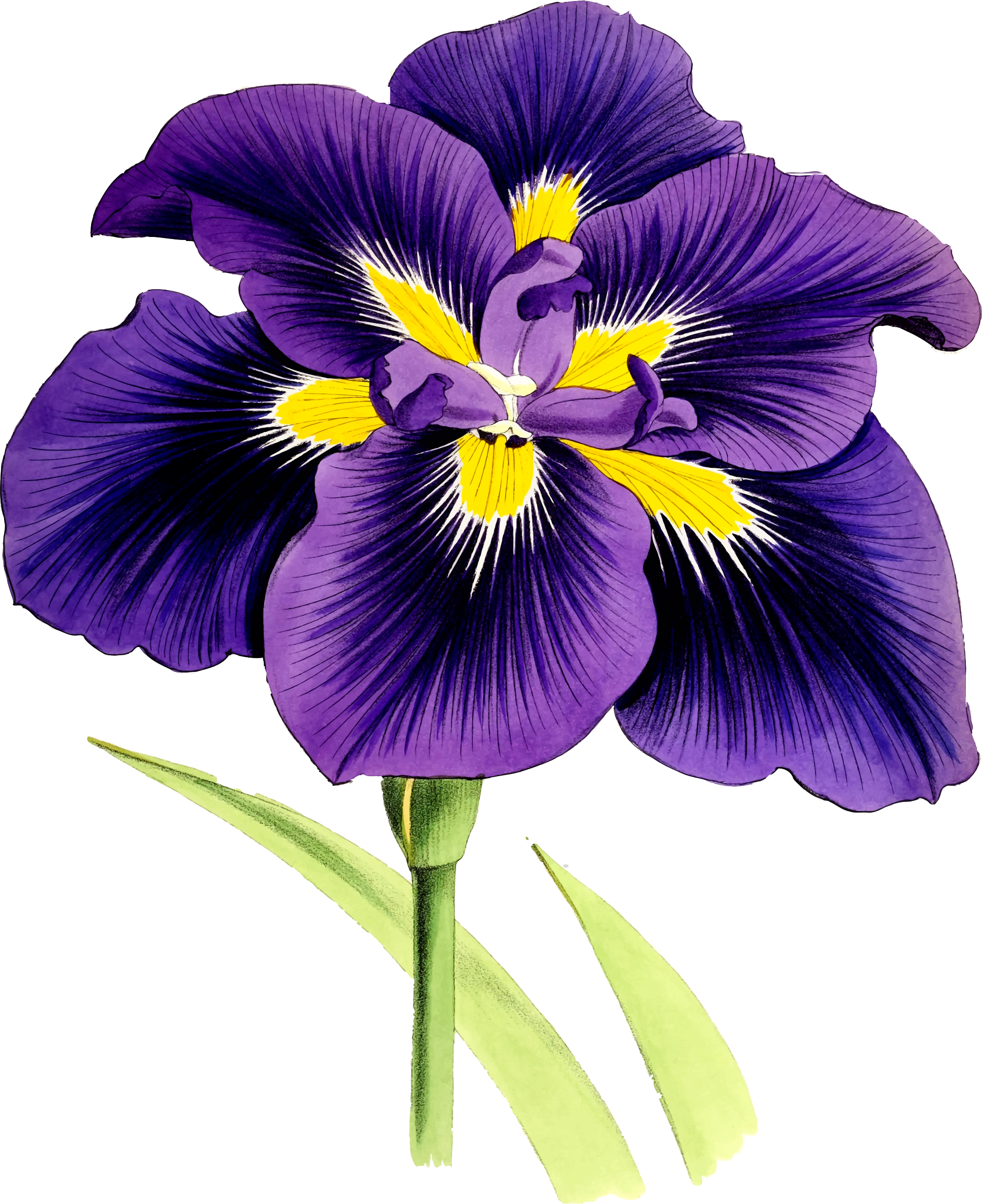 Big Image - Purple Iris Png (1940x2378)