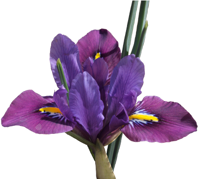 Original - Artificial Flower (480x360)