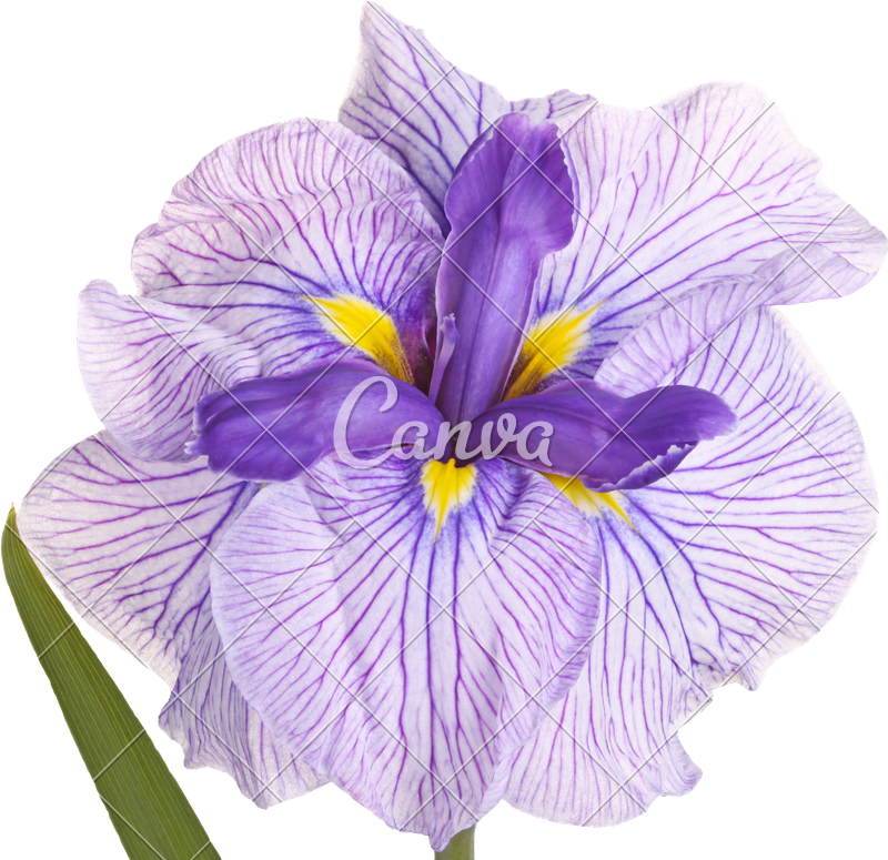 Purple, White And Yellow Flower Of A Japanese Iris - Irises (800x775)