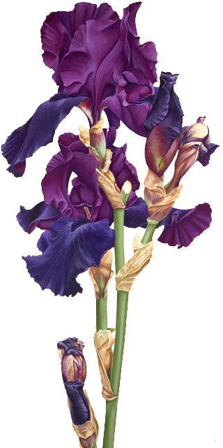 Purple Iris - Ирисы На Прозрачном Фоне (332x655)