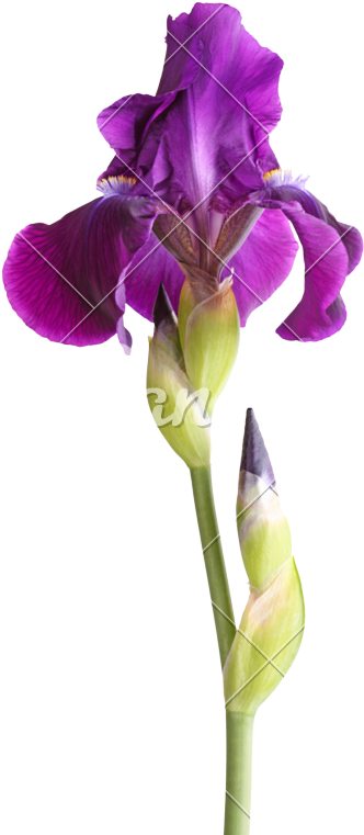 Stem With Deep Purple Iris Flower Isolated On White - Iris Germanica Logo (499x800)