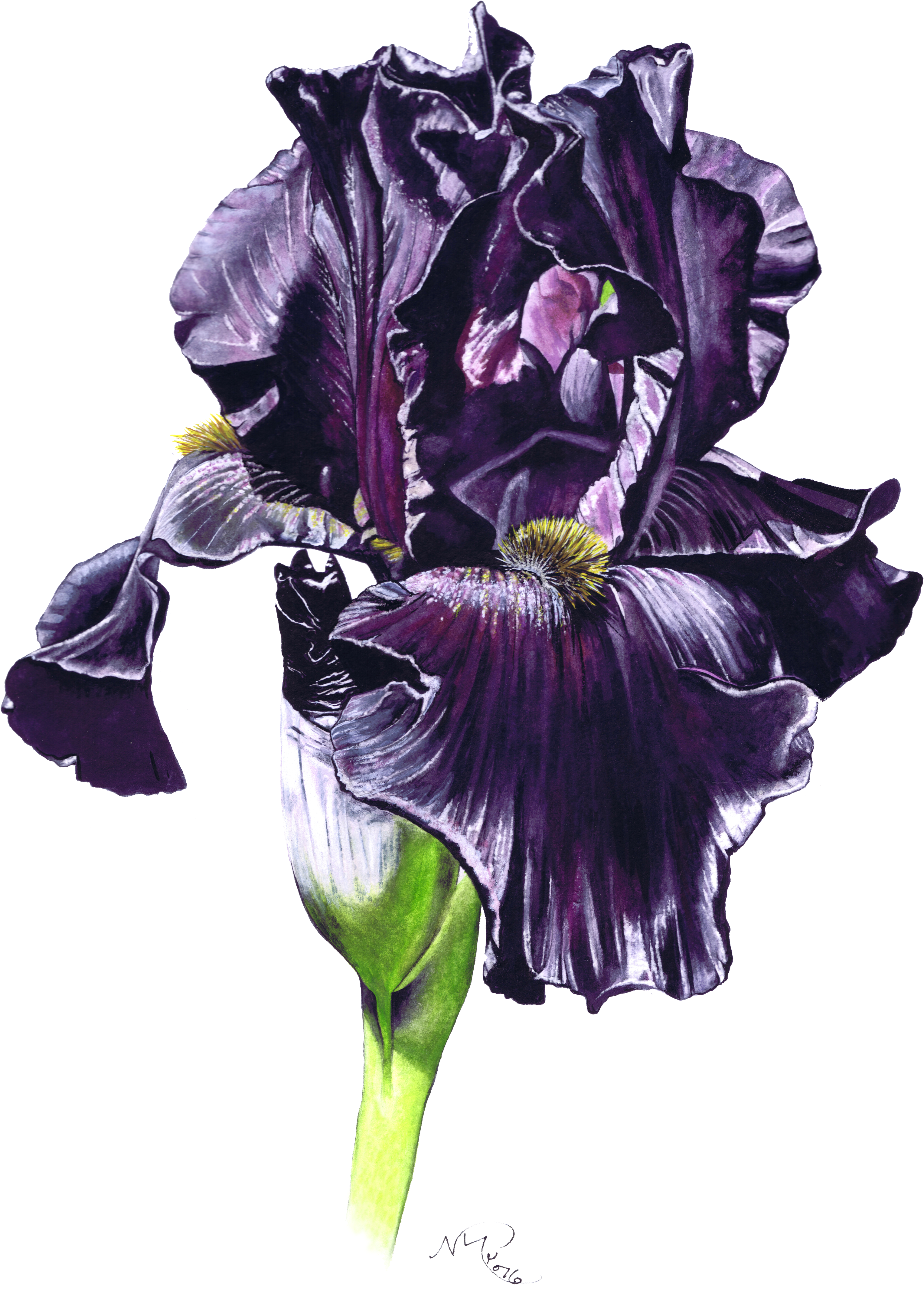 Orris Root (3543x4724)