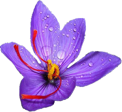 Saffron Harvesting Steps - 20 Saffron Crocus - Crocus Sativus Corms (402x371)