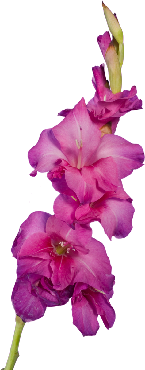 Publicat De Eu Ciresica La - Gladiolus (473x1200)