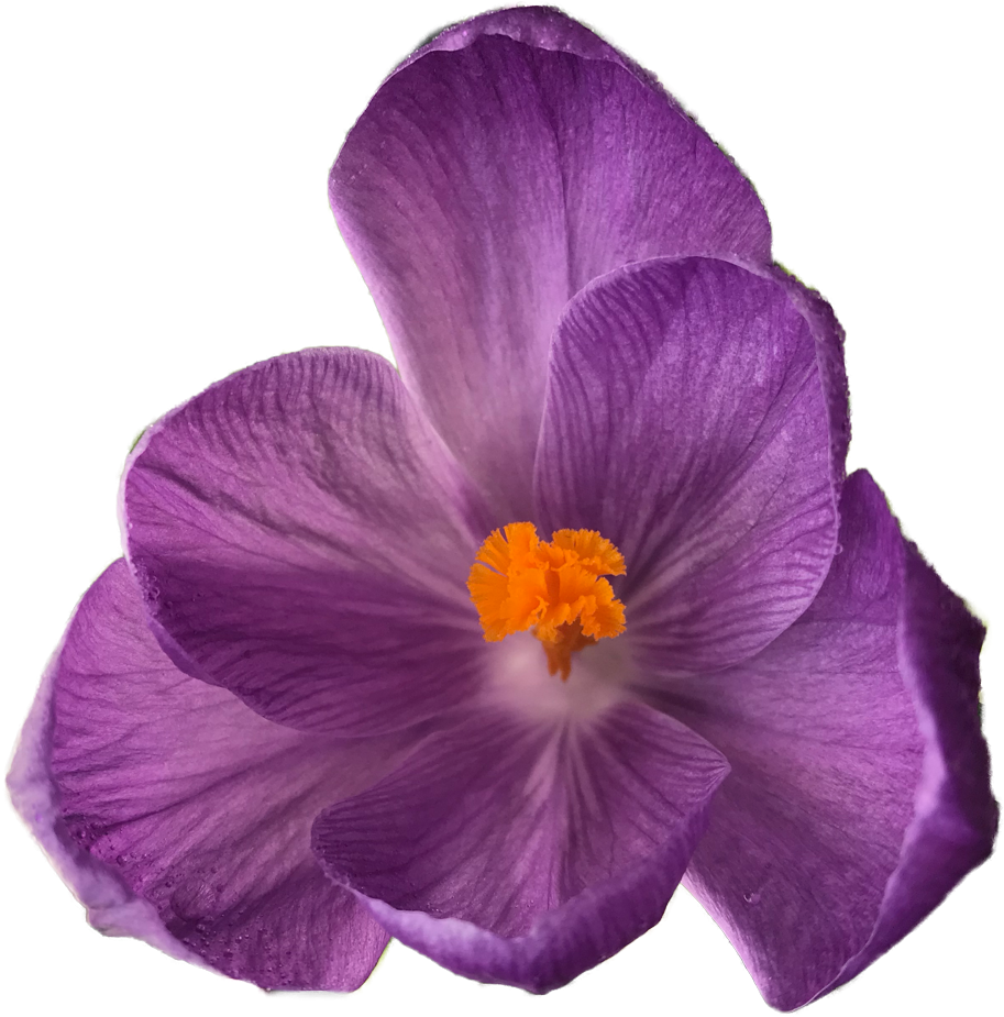 Crocus Is A Genus Of Flowering Plants In The Iris Family - Clear Background Petals Purple Transparent Flowers (985x997)