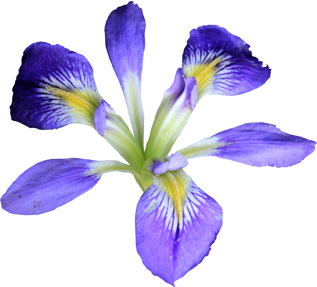 Petite Purple Iris Png By Thy Darkest Hour - Iris Png (1024x925)
