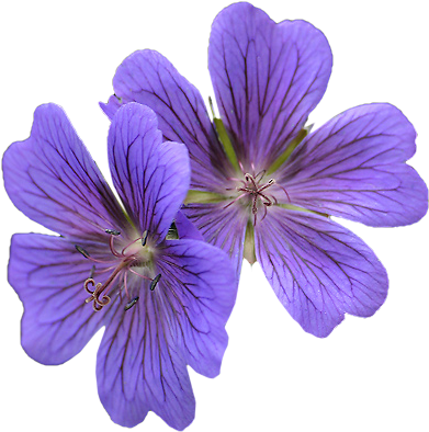 Lilies With Purple Flowers - Purple (426x428)