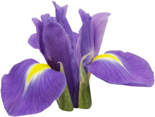 Http - //dosyalar - Pf-control - De/imageshv6gcoffhp - Iris Fleur Png (600x465)