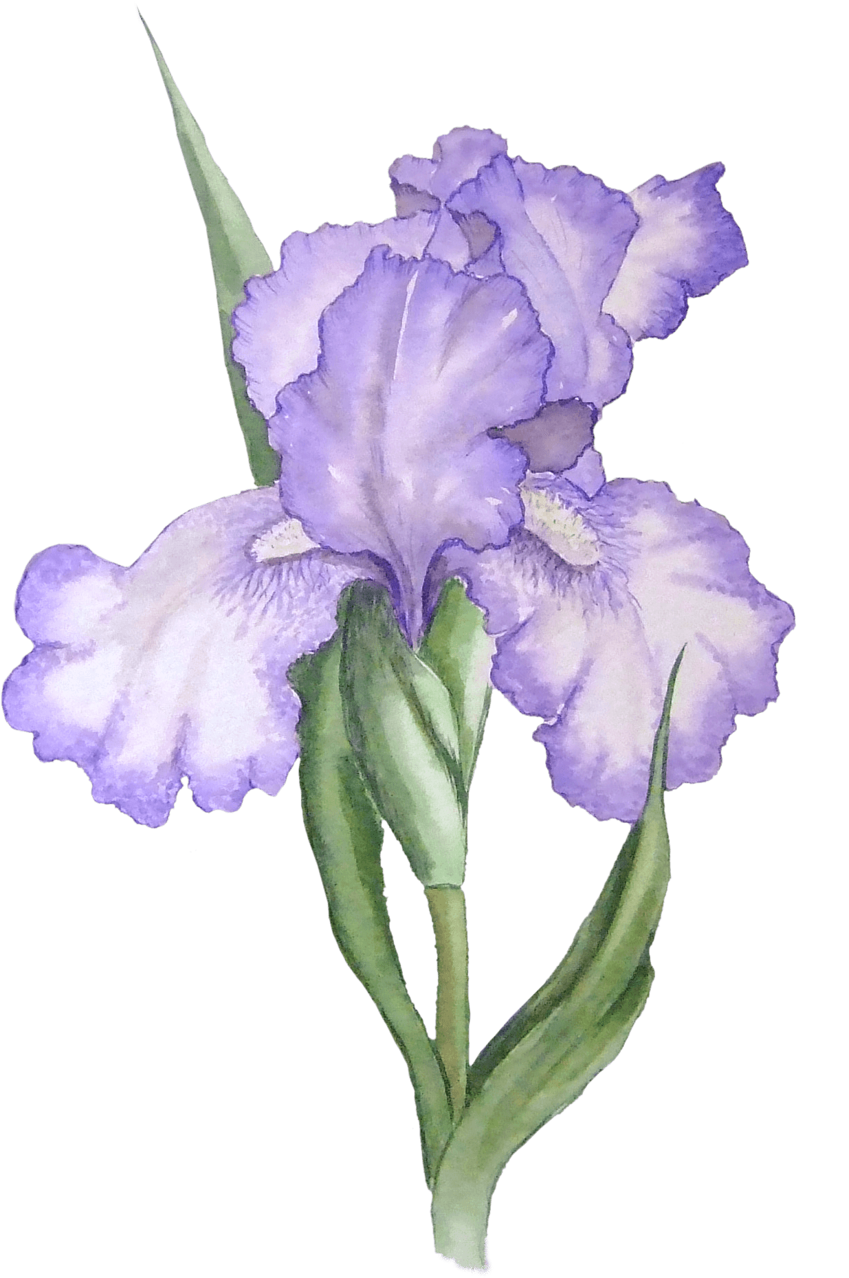 Iris Cliparts - Iris Flower Png (1235x1859)
