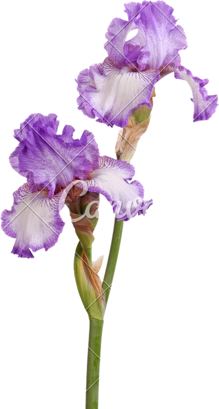 Stem Of Purple Iris Flowers Isolated On White - Stelo Di Fiori (429x800)