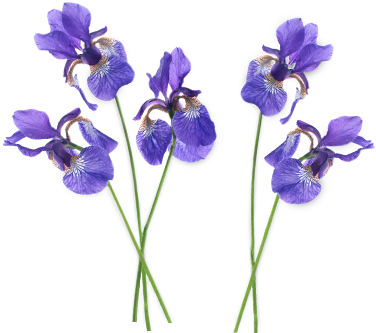 Iris - Iris Florentina Root Extract (430x332)