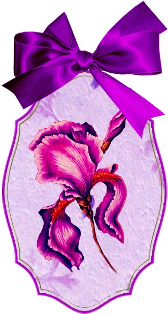 Pink Iris - Iris (371x637)