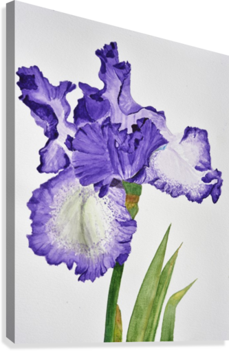 Violet Iris Flower With Leaves Canvas Print - Printing (333x511)