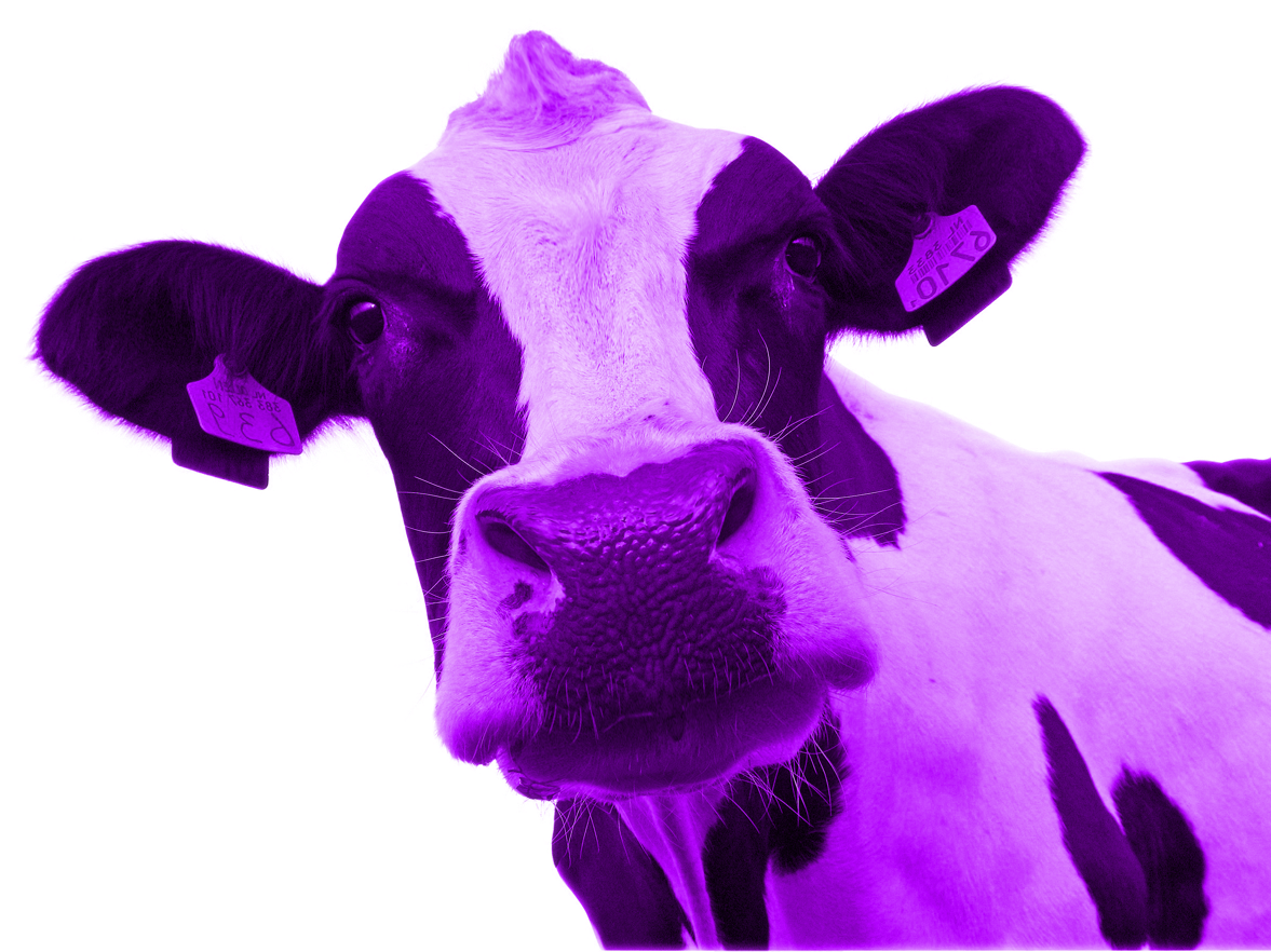 Purple Cow Cliparts - Purple Cow Png (1177x882)