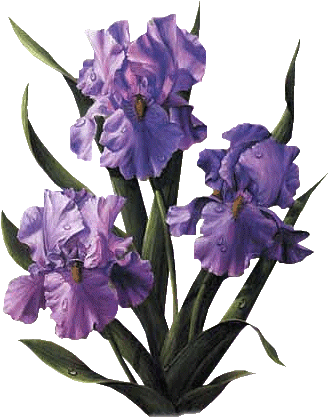 Purple Iris - Vase Bouquet De Fleurs (331x433)