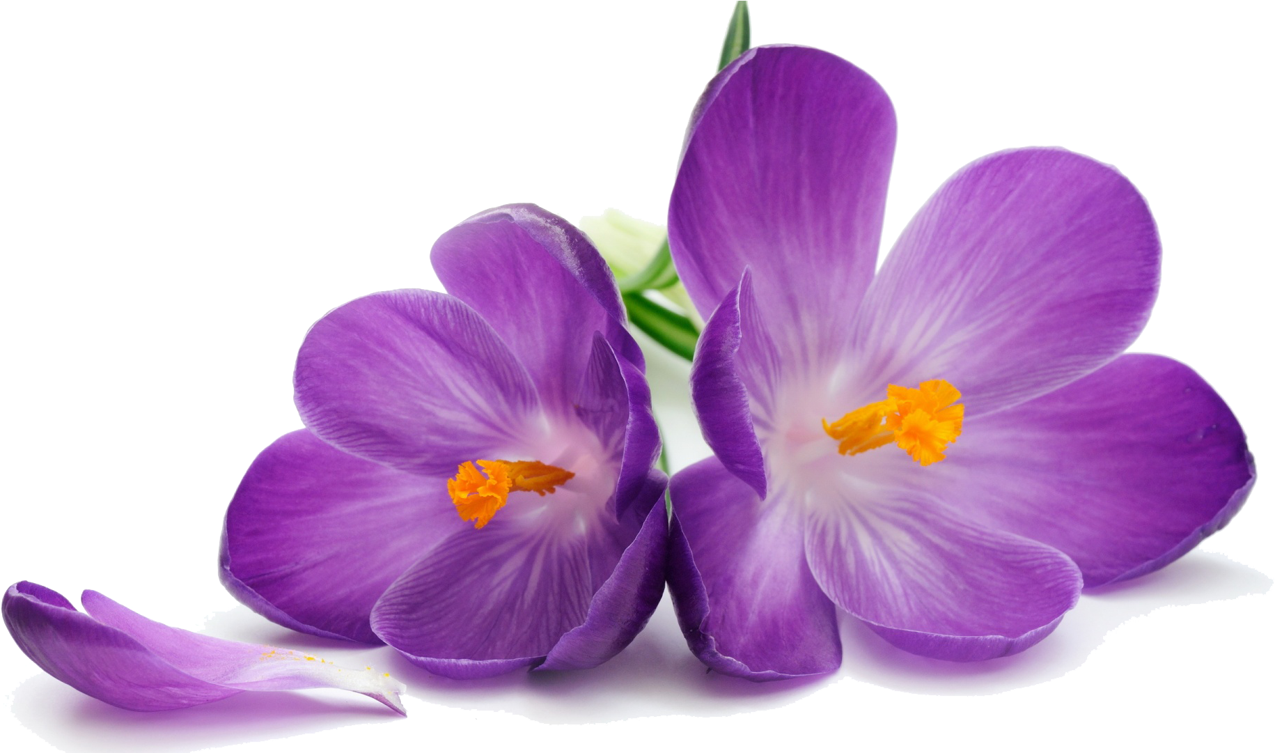 Purple Flower Stock Photography Wallpaper - Purple Flowers (1920x1080)