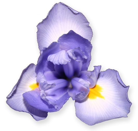 Purple Iris - Clip Art (534x529)