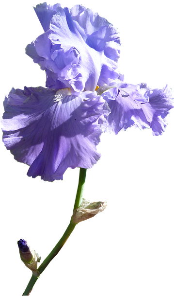 Joint Pains - Orris Root (500x640)