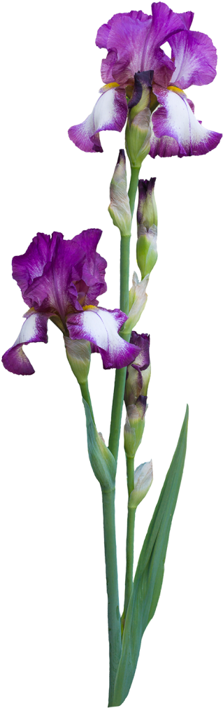 Why Do People Choose To Birth At A Birth Center - Iris Croatica (348x1024)