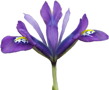 Original - Iris Versicolor (480x384)