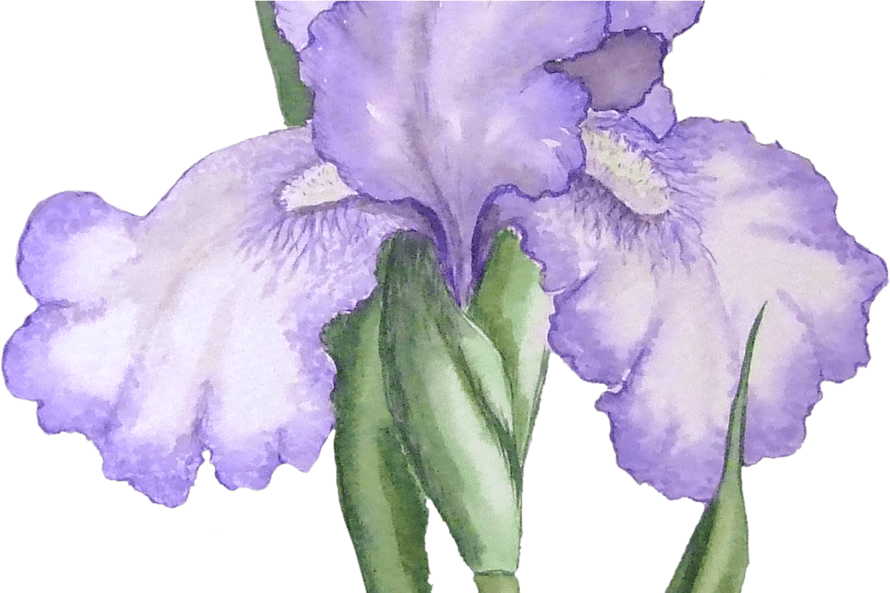 Iris Illustration Transparent Png Stickpng - Blue Flower Watercolor Transparent (1368x855)
