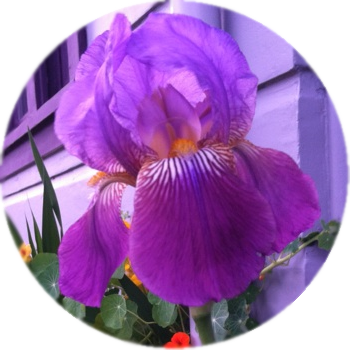 Many Varieties To Choose From - Purple (350x350)