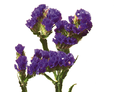 Statice Flower Meaning & Symbolism - Statice Flower (400x300)
