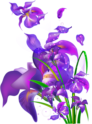 Purple Iris - Сиреневые Цветы Клипарты (370x500)