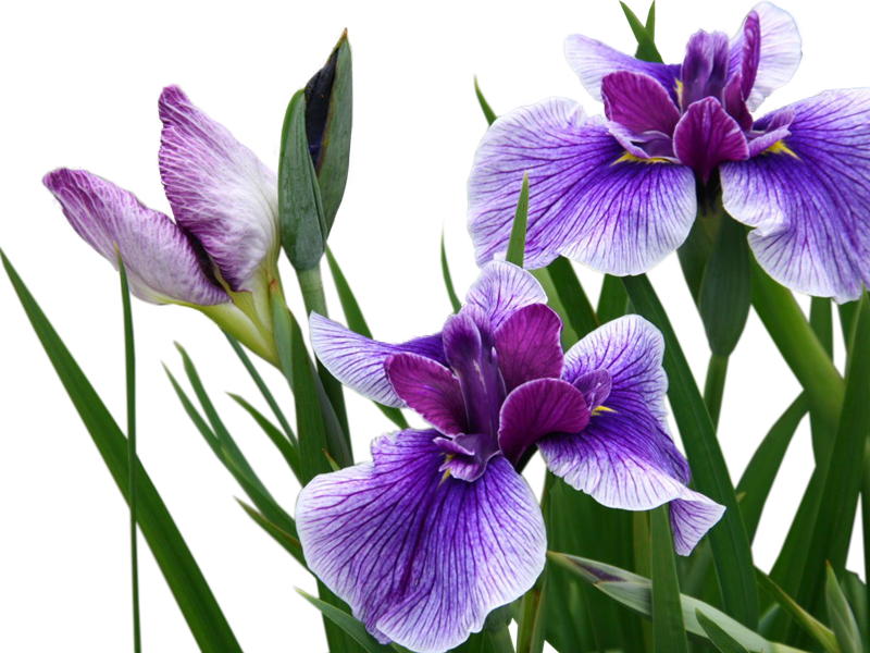 Purple Iris - Ирис Пнг (800x600)